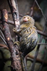 Tiny, lovely and very cute monkey is sitting on the tree branch. Wild animal is isolated in the zoo.