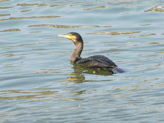 川を泳ぐカワウ