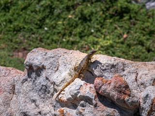 Gecko at rock landscape with close up view