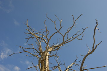 A Dead Tree in the forest