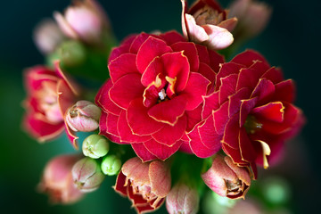 Bright red beautiful Kalanchoe flowers close-up (Kalanchoe blossfeldiana). "The tree of Life"