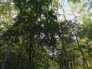 The top of tall tropical trees from Coba located in the Mexican state of Quintana Roo.