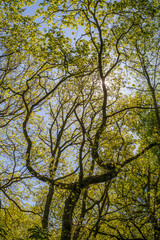 Woodland tree and sun.