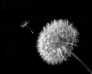 dandelion on black background