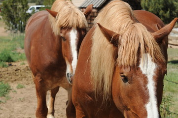 horse and foal