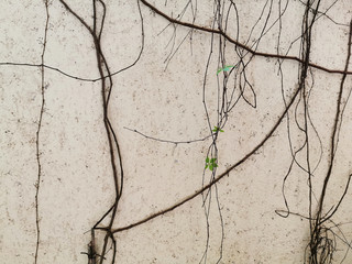 A lot of long vines and small green leaves hanging on a concrete wall. Riviera Maya, Mexico.