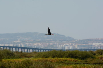 Black-winged stilt (Himantopus himantopus) flying across the Reserva Natural do Estuário do Tejo in Portugal with the bridge Ponte Vasco da Gama connecting Lisbon and Montijo in the background