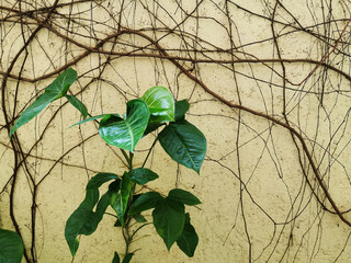 Green leaves and vines on a concrete wall from a warm place in Riviera Maya, Mexico.