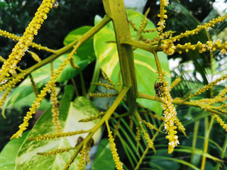 Strange tropical nature with insects in the warm temperature of Riviera Maya, Mexico.