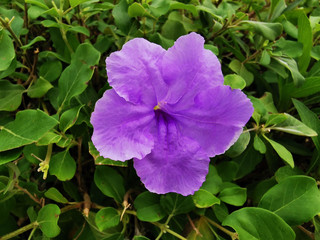 Tropical Nature: Beautiful purple flower surrounded by green leaves from Riviera Maya, Mexico.