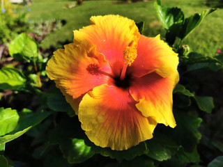 Tropical Nature: Yellow and orange hibiscus flower in the bright sunlight of Riviera Maya, Mexico.