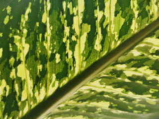 The close-up photo of the surface of a green tropical leaf in the sunlight.
