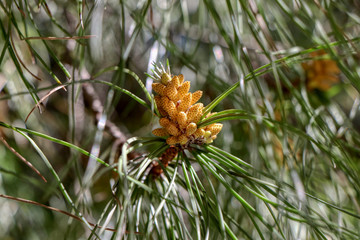 Young pine cone ripens in full spring