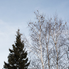 tree branches against blue sky