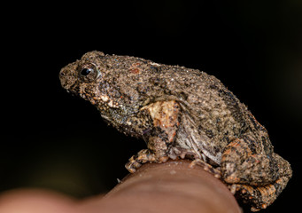 frog on the ground