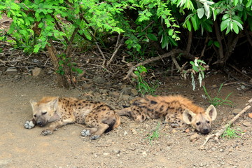 Obraz premium Hyena cubs