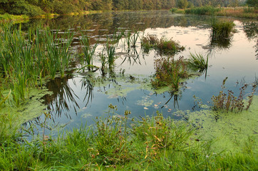 .Landscape with a forest pond