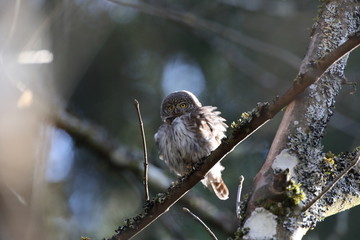 Eurasian pygmy owl (Glaucidium passerinum) Swabian Jura Germany