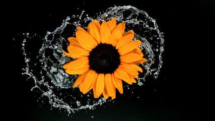 Beautiful sunflower bloom rotation with water splash. Freeze motion.
