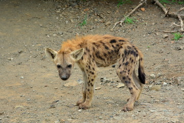 Hyena cubs