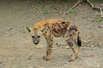 Foto op Aluminium Hyena cubs © Annique