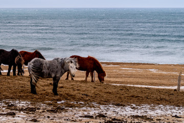 A grey Icelandic horse standing by the rough seas of northern Iceland. The wind is blowing through...