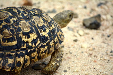 Leopard tortoise
