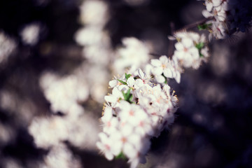 White cherry blossom. Abstract. Shallow depth of field.