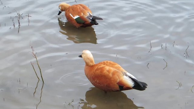 Couple of ruddy shelducks and mallard duck foraging and cleaning its plumage in shallow water of pond. Birdwatching. Autumn day. Bright bird in a gray pond. Tadorna ferruginea. Red duck.