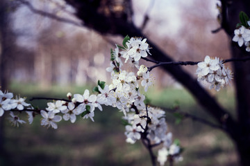 Blooming white cherry blossoms. Selective focus.