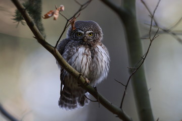 Eurasian pygmy owl (Glaucidium passerinum) Swabian Jura Germany