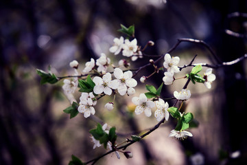 Closeup photo of white petaled flowers with green leaves. Sakura, cherry blossom in bloom. Selective focus.