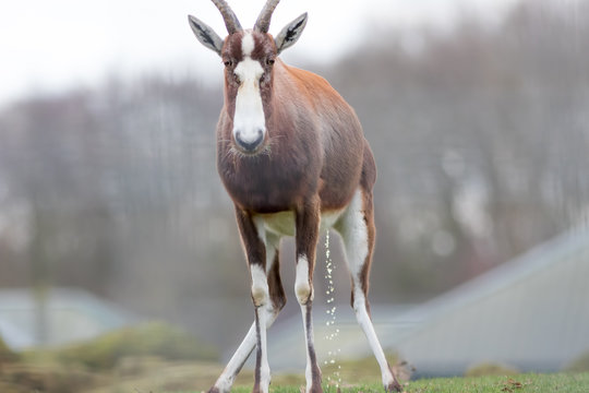 Dumb animal. Funny meme image of antelope peeing. Soft selective focus.
