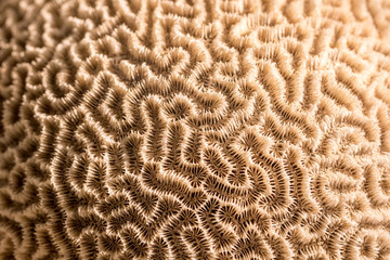 Platygyra. Brain coral specimen. Selective focus nature pattern background image - Powered by Adobe