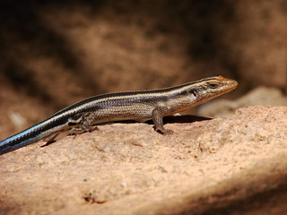 Rainbow skink close-up