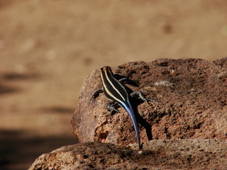 Rainbow skink 
