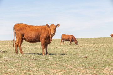 Cow looking at the camera