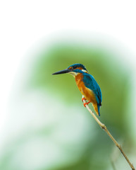 kingfisher on branch
