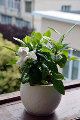 gardenia with white flower in a pot indoor plant on windowsill 