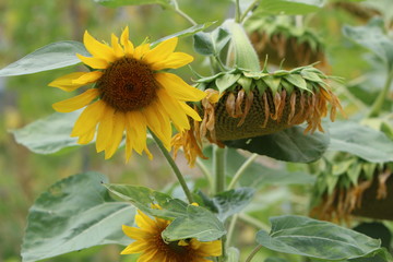 Girasoles