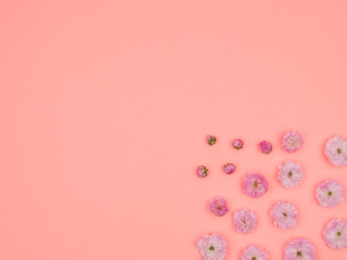 The flowers of almonds trilobate. Spring flowers on a pink background.