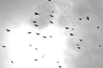 uccelli in volo che volano uccello volare