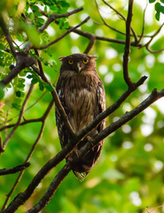owl on tree