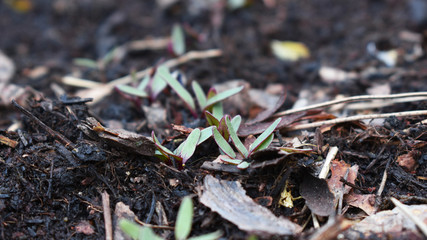 Keimlinge von Rote Beete im Hochbeet, frisches Gemüse im Frühling