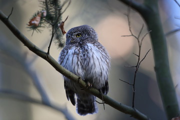 Eurasian pygmy owl (Glaucidium passerinum) Swabian Jura Germany