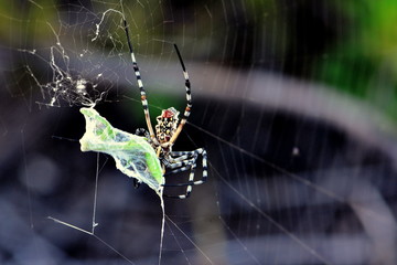 Orb spider