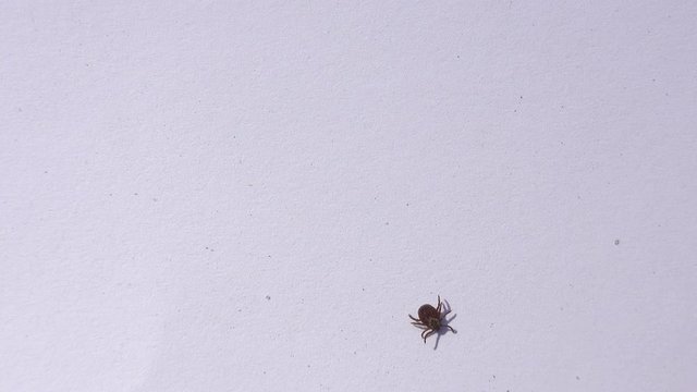 Mature American dog tick crawling on white background. These arachnids a most active in spring and can be careers of lyme disease or encephalitis