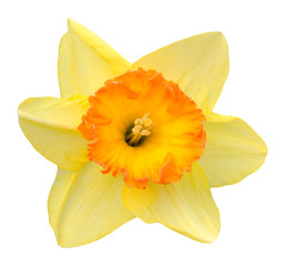  yellow daffodil