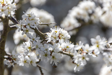 Blühender Baum im Frühling