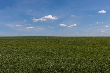 Obraz premium Getreidefeld im Frühling